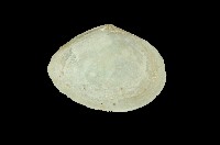 藏品(波紋櫻蛤)的圖片